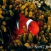 anemonefish_spinecheek_mid_h_0705_png1357.jpg